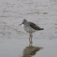 greenshank