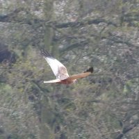 marsh harrier