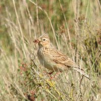 skylark