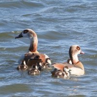 Egyptian geese family