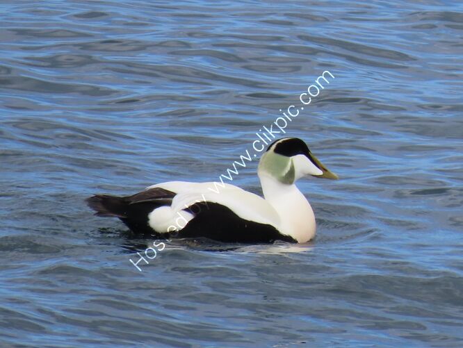 eider