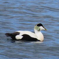 eider