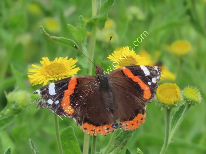 red admiral