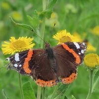 red admiral