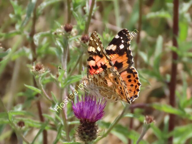 painted lady