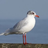 Mediterranean gull