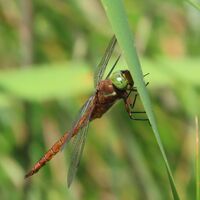 Norfolk hawker