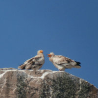 Egyptian vultures