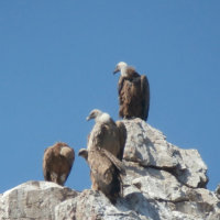 griffon vultures