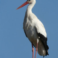 white stork