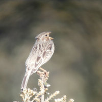 corn bunting