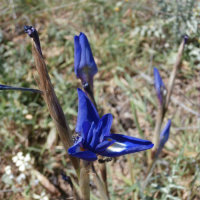 barbary nut iris