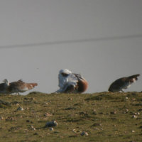 great bustards