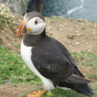 puffin