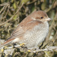 red backed shrike (juv)