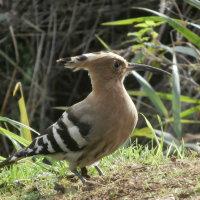 hoopoe