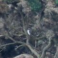 Guided walk at Minsmere (+ Dunwich Heath)