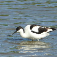avocet