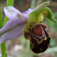 bee orchid