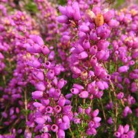 bell heather