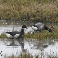 black brant