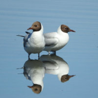 black headed gulls