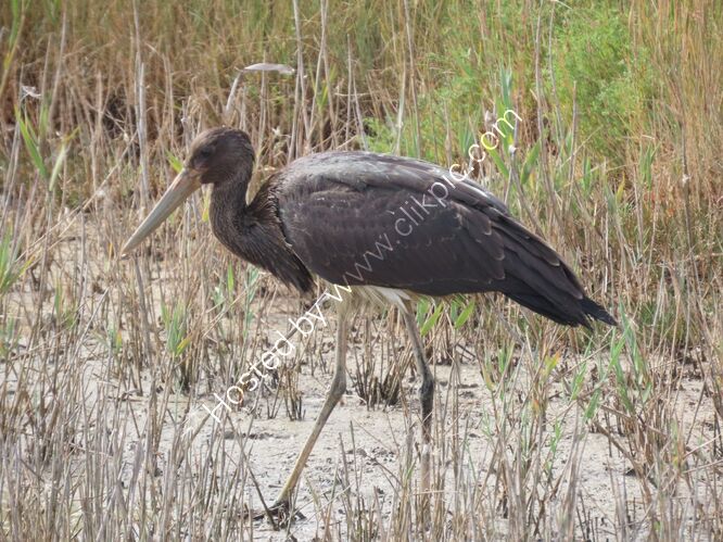 juvenile black stork