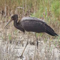 juvenile black stork