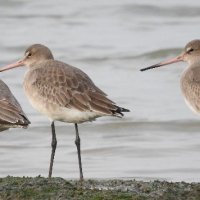 black tailed godwits