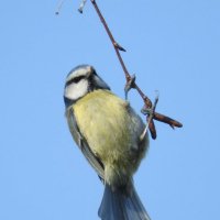 blue tit 2