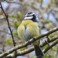 blue tit