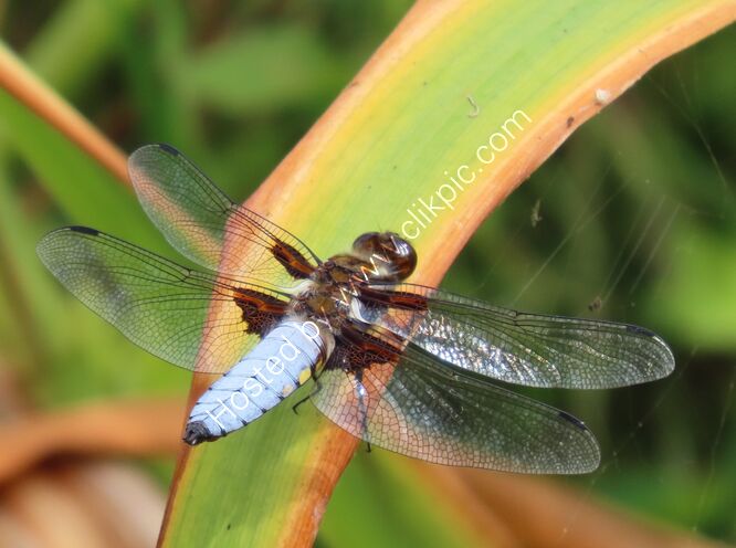 broad bodied chaser