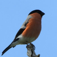 bullfinch