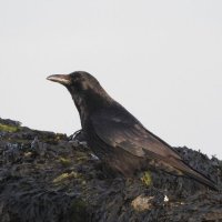carrion crow
