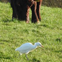 cattle egret