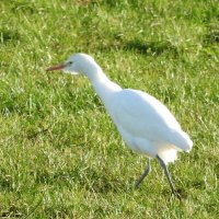 cattle egret