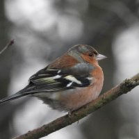 chaffinch
