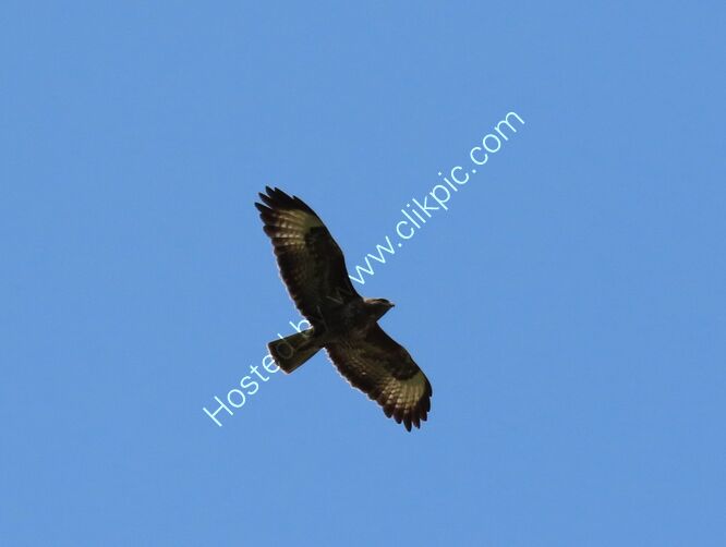 common buzzard
