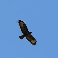 common buzzard