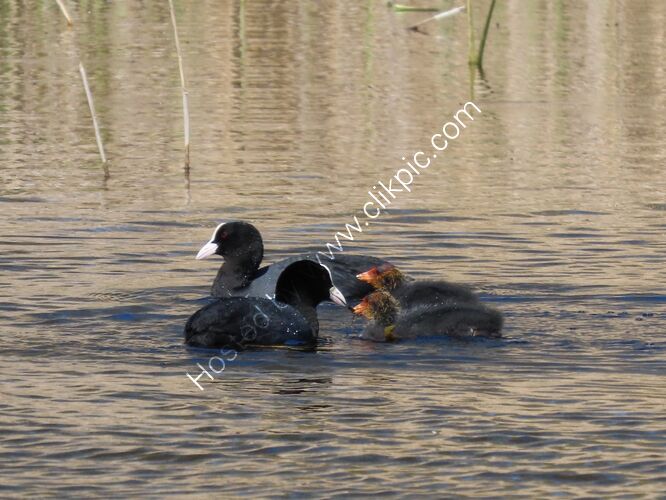 coot
