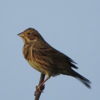 corn bunting