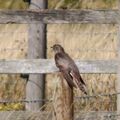 Guided walk at Old Hall Marshes