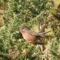 dartford warbler