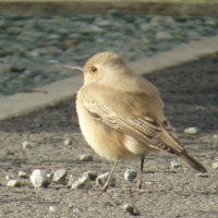 desert wheatear