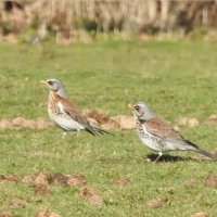 fieldfare