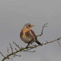 fieldfare