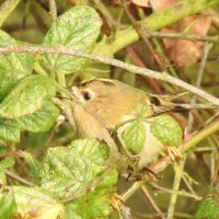 goldcrest