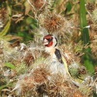 goldfinch