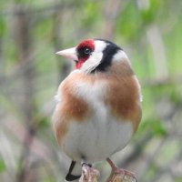 goldfinch