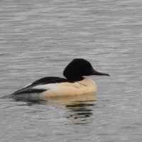 goosander
